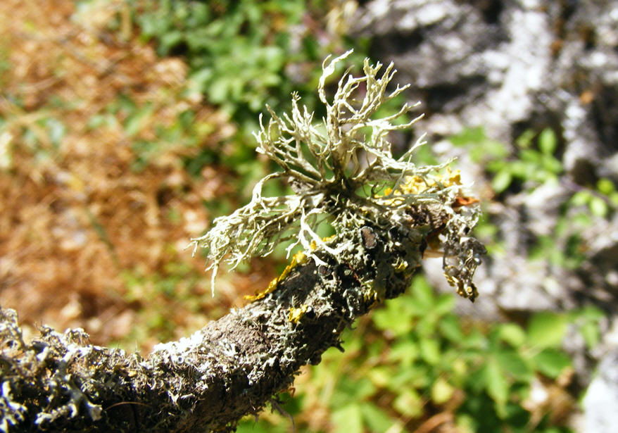 Lichene da determinare